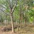  Land for sale in Mueang Nong Bua Lam Phu, Nong Bua Lam Phu, Na Mafueang, Mueang Nong Bua Lam Phu