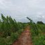  Land for sale in Chaiyaphum, Nong Tum, Phu Khiao, Chaiyaphum