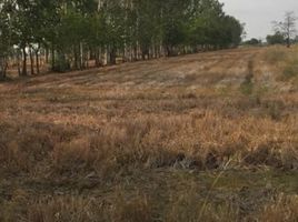  Land for sale in Sukhothai, Wang Yai, Si Samrong, Sukhothai