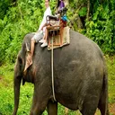Nosey Parkers Elephant Camp