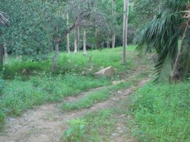  Land for sale in Surat Thani, Maenam, Koh Samui, Surat Thani