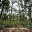  Land for sale in Mae Rim Chiang Mai, Mae Raem, Mae Rim, Chiang Mai
