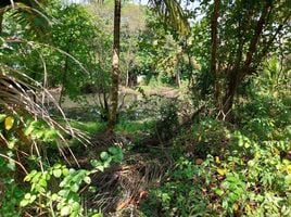  Grundstück zu verkaufen in Takua Thung, Phangnga, Khok Kloi, Takua Thung, Phangnga