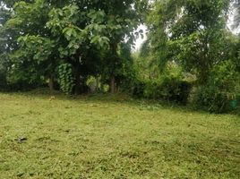  Land for sale in Phrao Hospital, Wiang, Wiang