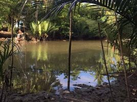  Grundstück zu verkaufen in Mueang Surat Thani, Surat Thani, Bang Sai