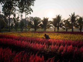 4 Schlafzimmer Hotel / Resort zu verkaufen in Chiang Dao, Chiang Mai, Mueang Na