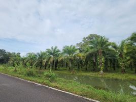  Grundstück zu verkaufen in Takua Thung, Phangnga, Khok Kloi