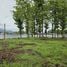  Land for sale in Mae Rim Chiang Mai, Don Kaeo, Mae Rim, Chiang Mai, Thailand
