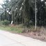  Land for sale in Chumphon, Thung Luang, Lamae, Chumphon