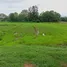  Grundstück zu verkaufen in Mae Pu, Lampang, Mae Pu, Mae Phrik, Lampang, Thailand
