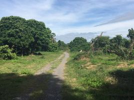  Land for sale in Saraphi, Chiang Mai, Chomphu, Saraphi