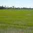  Land for sale in Nong Chok, Bangkok, Lam Toiting, Nong Chok