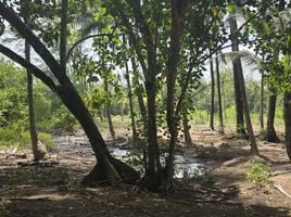  Grundstück zu verkaufen in Sakhu, Phuket, Sakhu, Thalang