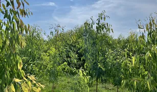 芭提雅 邦拉蒙 N/A 土地 售 