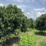  Land for sale in Chom Thong, Chiang Mai, Ban Pae, Chom Thong