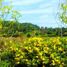  Land for sale in Hua Hin Prachuap Khiri Khan, Nong Kae, Hua Hin, Prachuap Khiri Khan