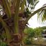  Land for sale in Dao Rueang, Saraburi, Dao Rueang, Mueang Saraburi