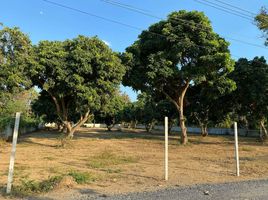  Land for sale in Tha Wang Tan, Saraphi, Tha Wang Tan