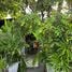 1 Bedroom Retail space for rent in Choeng Thale, Phuket, Choeng Thale