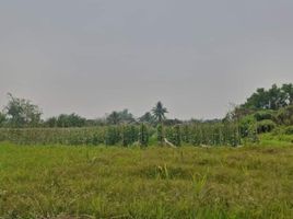  Grundstück zu verkaufen in San Pa Tong, Chiang Mai, Thung Satok