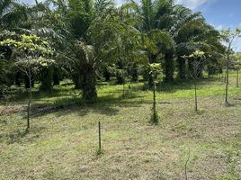  Land for sale in Khok Kloi, Phangnga, Khok Kloi, Takua Thung