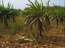  Grundstück zu verkaufen in Dan Sai, Loei, Khok Ngam, Dan Sai