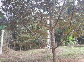  Land for sale in Phatthalung, Lan Khoi, Pa Phayom, Phatthalung