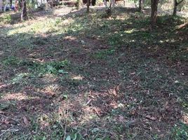  Land for sale in Mueang Chang, Phu Phiang, Mueang Chang