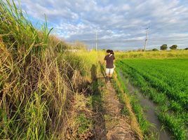 在In Buri, 信武里出售的 土地, Namtan, In Buri