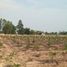  Land for sale in Ban Kluai, Mueang Sukhothai, Ban Kluai