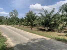  Land for sale in Bang Muang, Takua Pa, Bang Muang