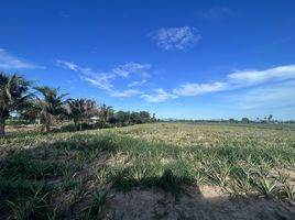  Land for sale in Wang Phong, Pran Buri, Wang Phong