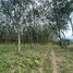  Land for sale in Nakhon Si Thammarat, Khuan Phang, Ron Phibun, Nakhon Si Thammarat