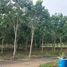  Land for sale in Rayong, Maenam Khu, Pluak Daeng, Rayong