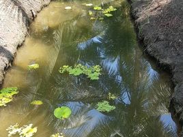  Grundstück zu verkaufen in Bang Khonthi, Samut Songkhram, Chom Pluak, Bang Khonthi