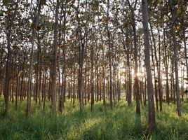 ขายที่ดิน ใน ปากช่อง นครราชสีมา, หนองสาหร่าย