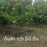  Land for sale in Nakhon Nayok, Sarika, Mueang Nakhon Nayok, Nakhon Nayok