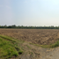  Land for sale in Khlong Khuean, Chachoengsao, Khlong Khuean, Khlong Khuean