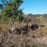  Land for sale in Dolega, Chiriqui, Potrerillos, Dolega