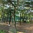 4 Schlafzimmer Haus zu verkaufen in Rong Kwang, Phrae, Phai Thon, Rong Kwang, Phrae