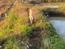  Земельный участок for sale in Ko Kha Lampang, Tha Pha, Ko Kha, Lampang, Таиланд