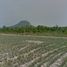  Land for sale in Wang Phong, Pran Buri, Wang Phong