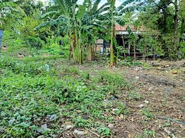  Land for sale in Sawai, Prang Ku, Sawai