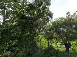  Grundstück zu verkaufen in Ban Mi, Lop Buri, Phon Thong