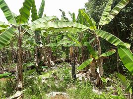  Grundstück zu verkaufen in Careiro, Amazonas, Careiro, Amazonas, Brasilien