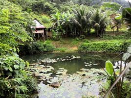  Grundstück zu verkaufen in Mueang Ranong, Ranong, Bang Non