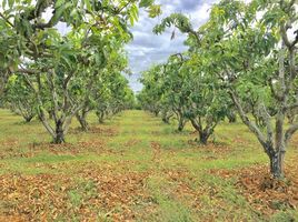 ขายที่ดิน ใน เนินมะปราง พิษณุโลก, บ้านน้อยซุ้มขี้เหล็ก, เนินมะปราง