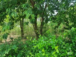  Land for sale in Don Khoi, Kamphaeng Saen, Don Khoi