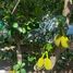 4 Bedroom House for sale in Mueang Pak, Nakhon Ratchasima, Mueang Pak, Pak Thong Chai