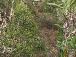  Grundstück zu verkaufen in Buleleng, Bali, Sawan